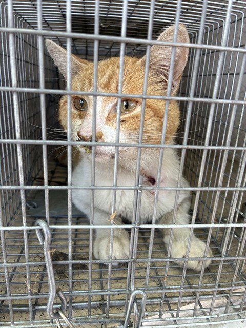 A796194 - Domestic Short Hair for adoption in Louisville