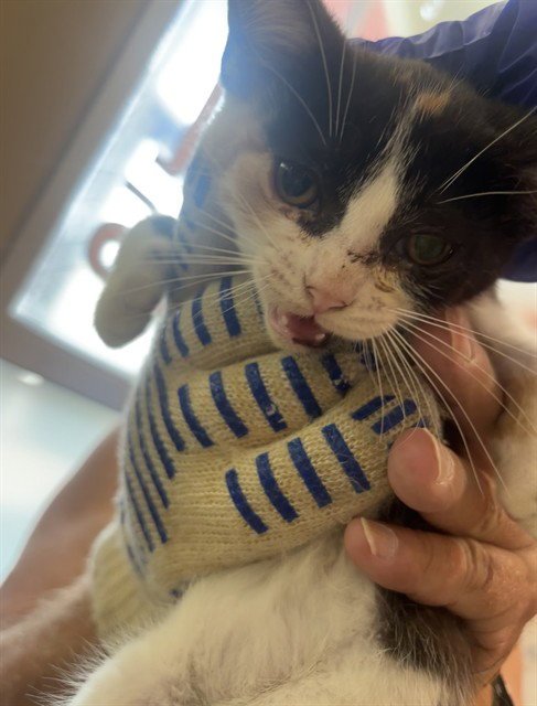 A799845 - Domestic Short Hair available for adoption