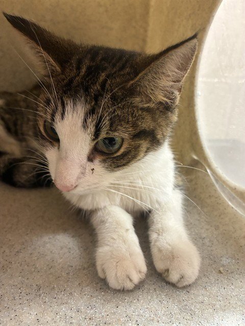 GIFT OF TULIPS - Domestic Short Hair available for adoption