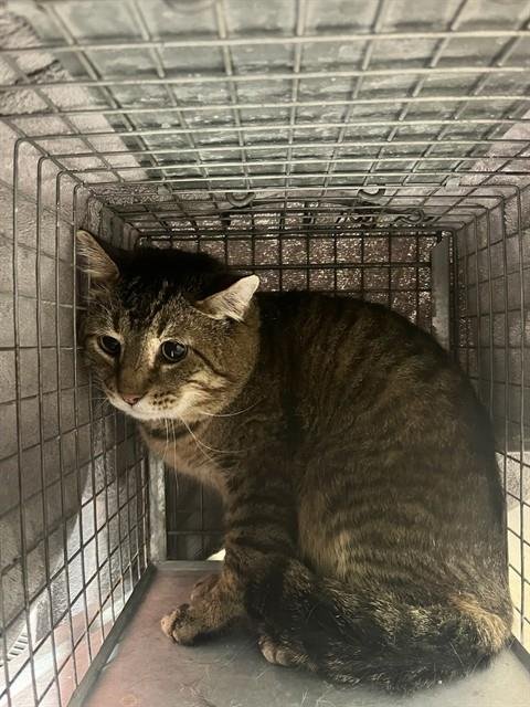 CHARLEY - Domestic Short Hair available for adoption