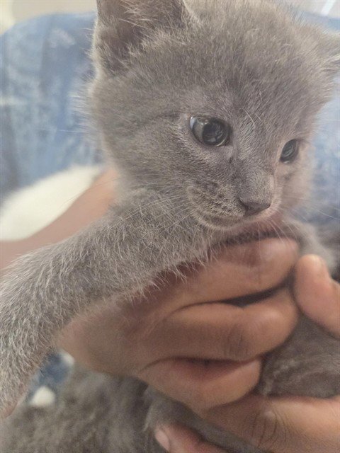 A800132 - Domestic Short Hair available for adoption