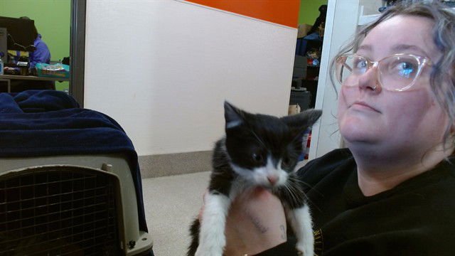 CLYTEMNESTRA - Domestic Short Hair available for adoption