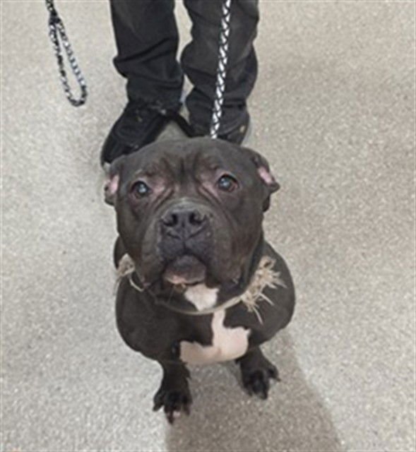 PRINCESS ZELDA - Staffordshire Bull Terrier available for adoption