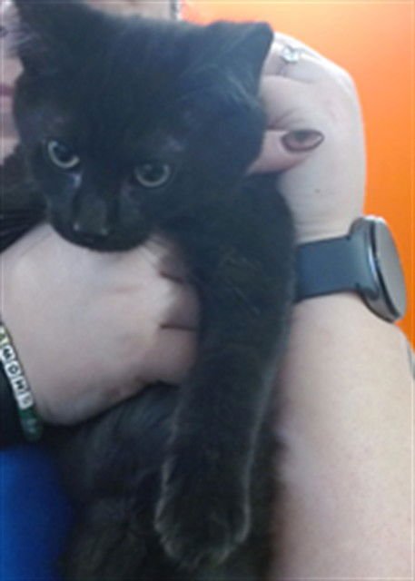 MARTIN L KING - Domestic Short Hair available for adoption