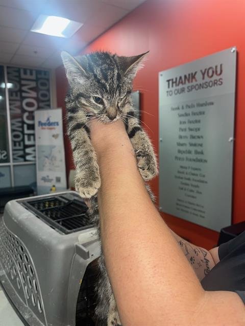 OOGIE BOOGIE - Domestic Short Hair available for adoption