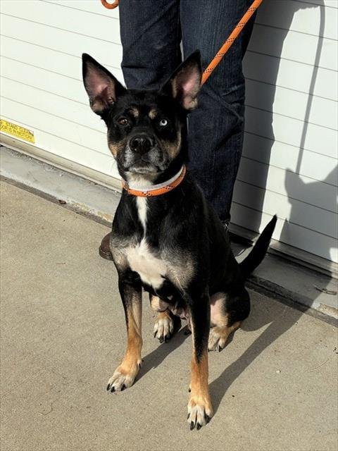 HAWK EYE - Husky available for adoption