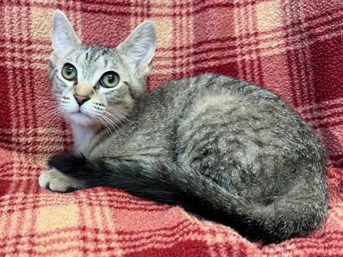 ZANE GREY - Domestic Short Hair available for adoption