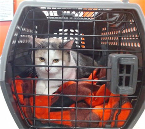 STAR LIGHT - Domestic Short Hair available for adoption