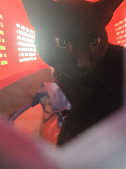 OBERON - Domestic Short Hair available for adoption