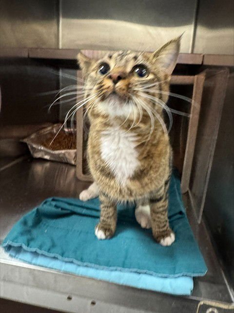 AURELIA - Domestic Short Hair available for adoption