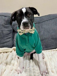 MEL - Staffordshire Bull Terrier available for adoption