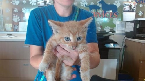 BABY SNACK - Domestic Short Hair available for adoption