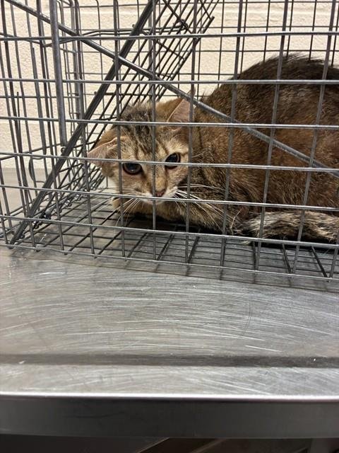 MADAME - Domestic Short Hair available for adoption