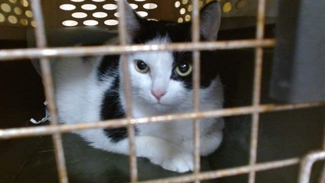 PEEKABOO - Domestic Short Hair available for adoption