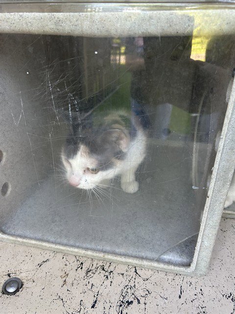 CUDDLES - Domestic Short Hair available for adoption