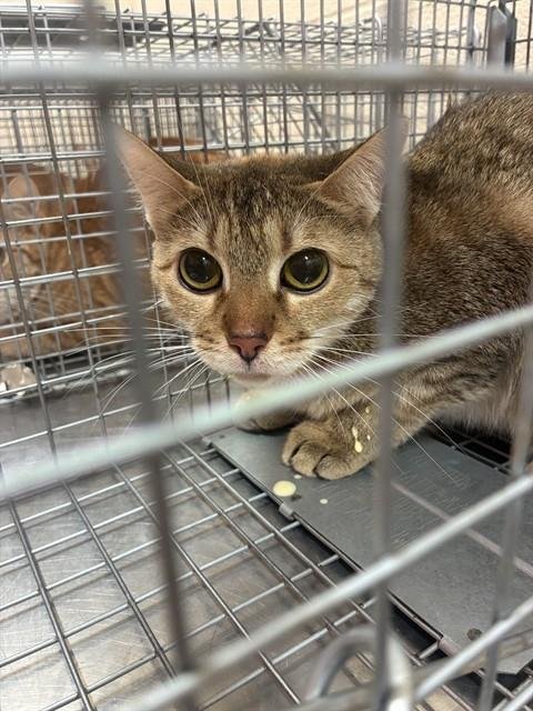 EMPEROR PENGUIN - Domestic Short Hair available for adoption