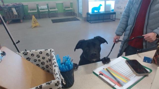 A794288 - Labrador Retriever available for adoption