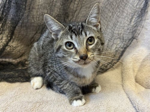 MEOWLY CYRUS - Domestic Short Hair available for adoption