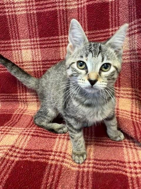 ELIZA - Domestic Short Hair available for adoption