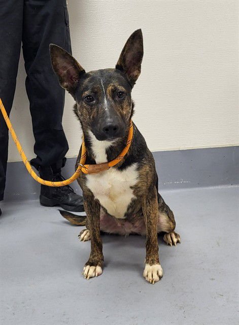 LA CHAT - German Shepherd Dog available for adoption