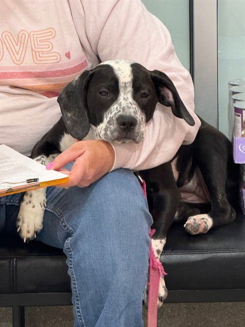 A794351 - German Shorthaired Pointer available for adoption