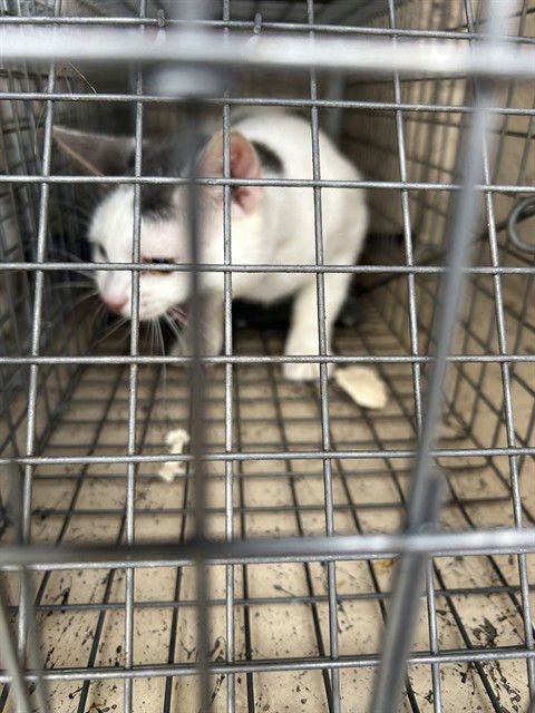 PI DAY - Domestic Short Hair available for adoption