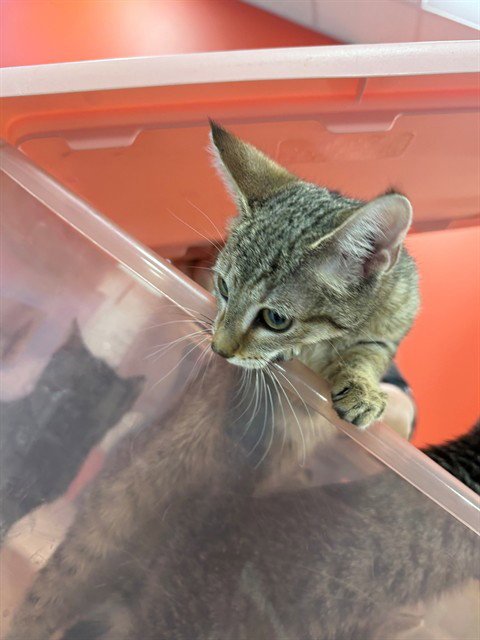 A800346 - Domestic Short Hair available for adoption