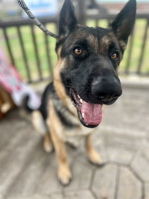 JAKE FROM STATE FARM - German Shepherd Dog available for adoption