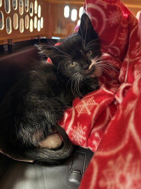 MITTENS - Domestic Medium Hair available for adoption