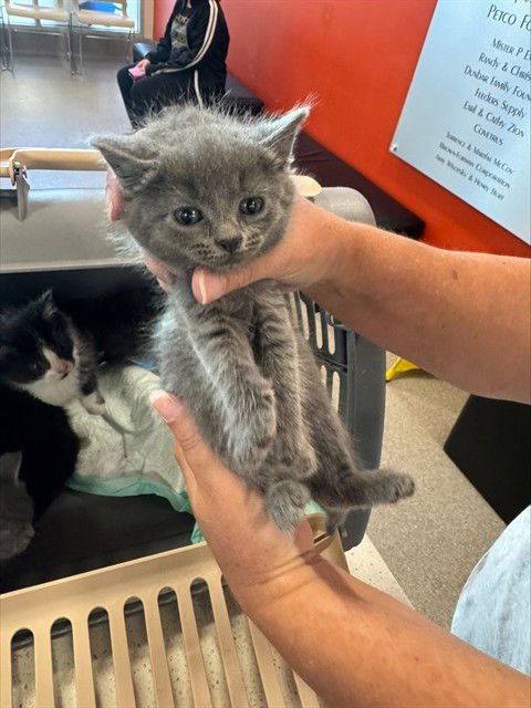 GRACIE - Domestic Short Hair available for adoption