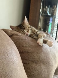 MOLLY - Photo 1