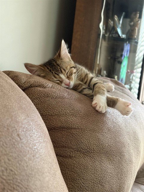 MOLLY - Domestic Short Hair available for adoption