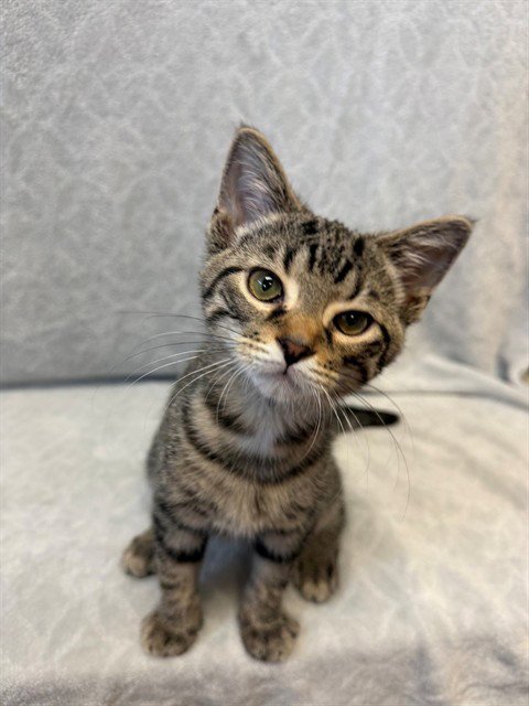 HAMBURGER SUPPLIES - Domestic Short Hair available for adoption