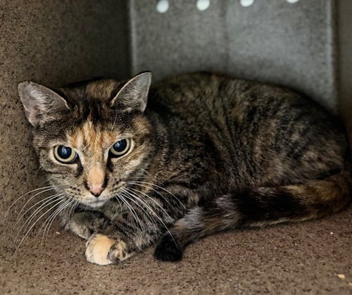 AUTUM MAGIC - Domestic Short Hair available for adoption