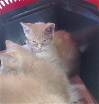 DANDY MOTT - Domestic Short Hair available for adoption