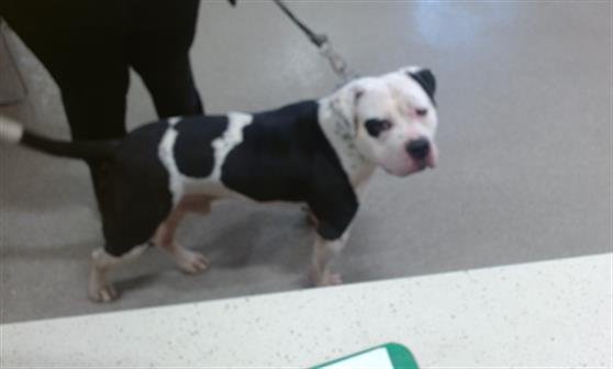 CUBA - Bulldog available for adoption