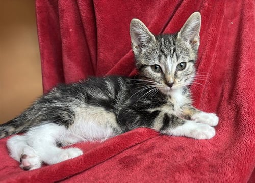 CHOPO - Domestic Short Hair available for adoption