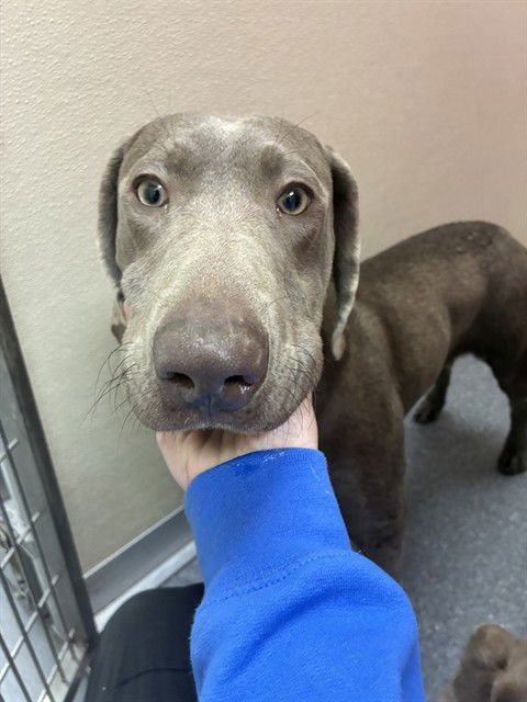 LOUISE - Catahoula Leopard Dog available for adoption