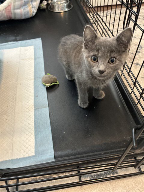 FORTUNE - Domestic Short Hair available for adoption
