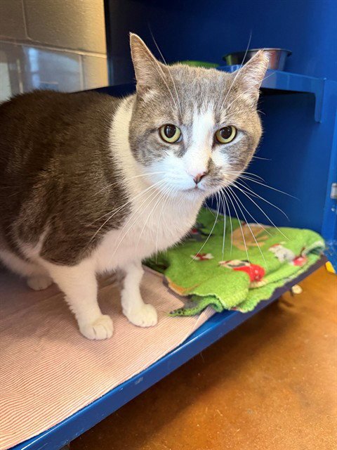 BILBO - Domestic Short Hair available for adoption