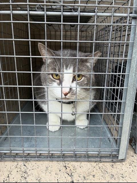 A801057 - Domestic Short Hair available for adoption