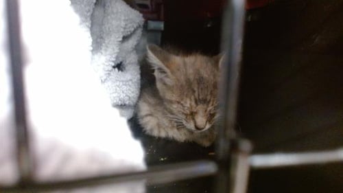 TAYLOR - Domestic Short Hair available for adoption