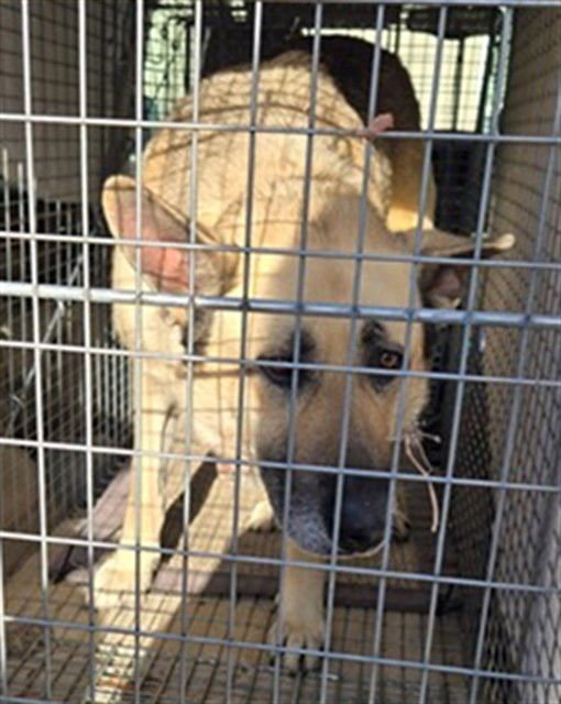 PAC-MAN - German Shepherd Dog available for adoption