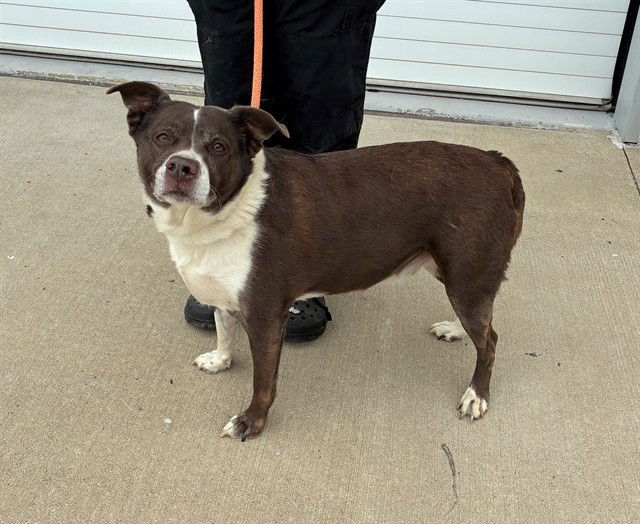 JELLYCAT - Pit Bull Terrier / Border Collie available for adoption