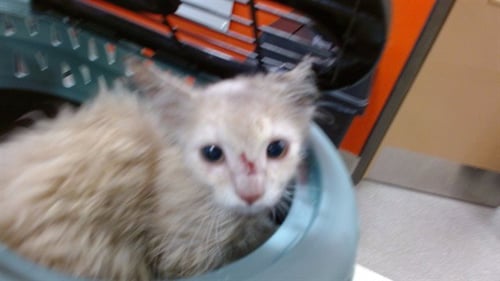 A800116 - Domestic Medium Hair available for adoption