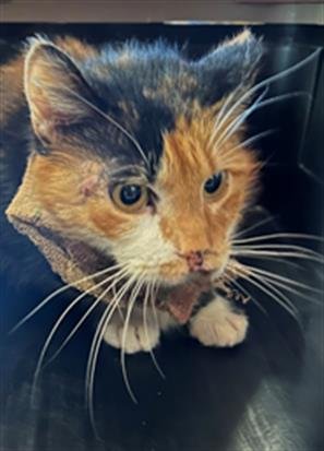 SWEETIE PI - Domestic Short Hair available for adoption