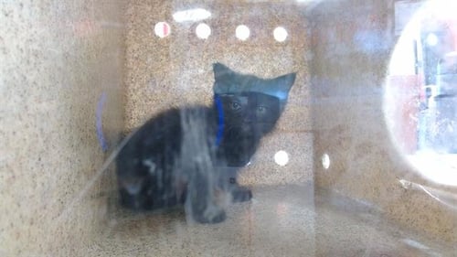 VERMITHOR - Domestic Short Hair available for adoption