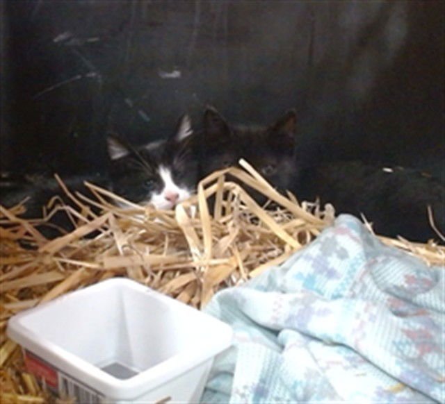 STARSKY - Domestic Short Hair available for adoption