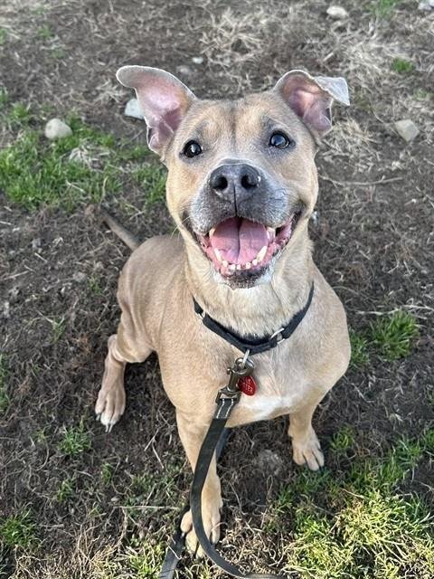 BELLA YELL! - Pit Bull Terrier / Boxer available for adoption