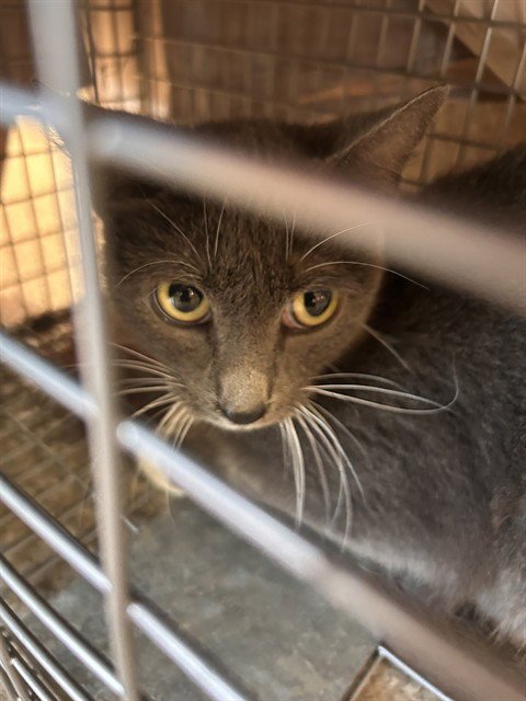 A800034 - Domestic Short Hair available for adoption